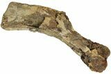Sub-Adult Hadrosaur (Edmontosaurus) Left Humerus - Wyoming #232746-1